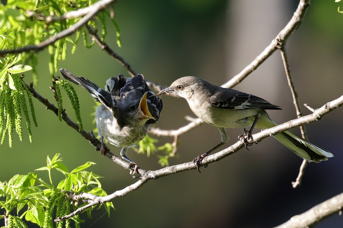 Northern Mockingbird - ML312073351