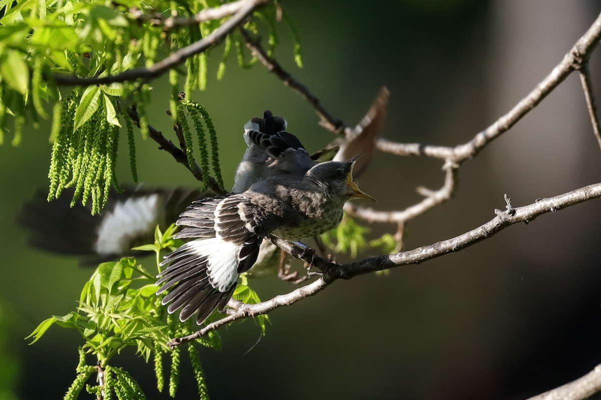 Northern Mockingbird - ML312073391