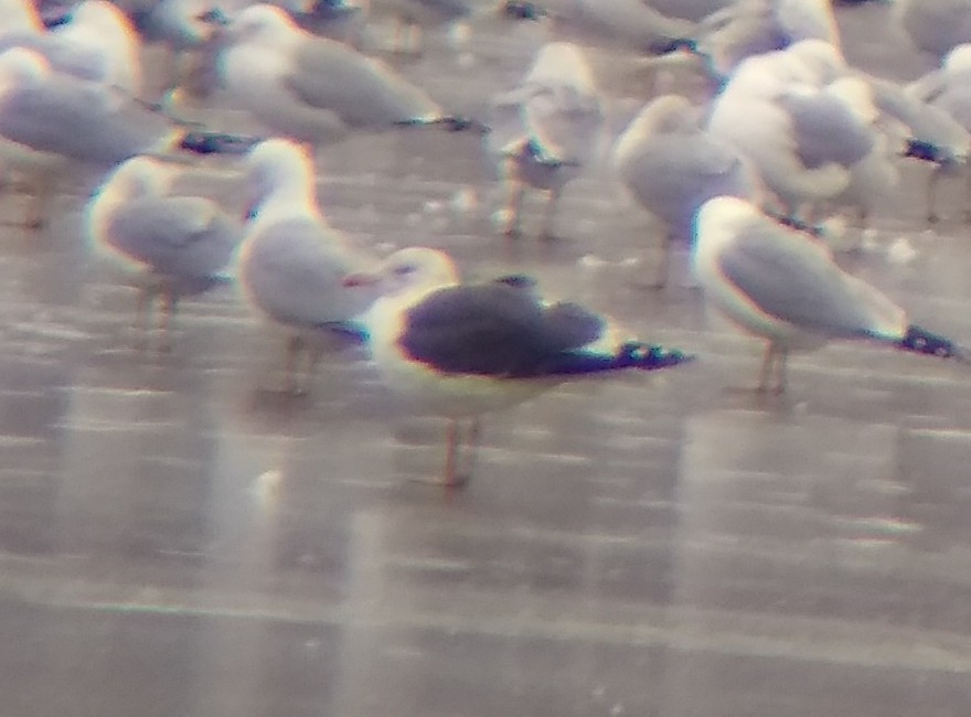 Lesser Black-backed Gull - ML312073681