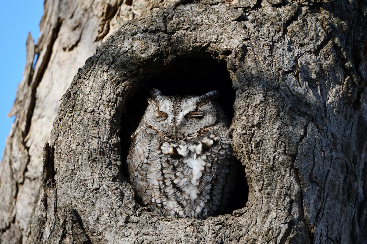 Eastern Screech-Owl - ML312075951