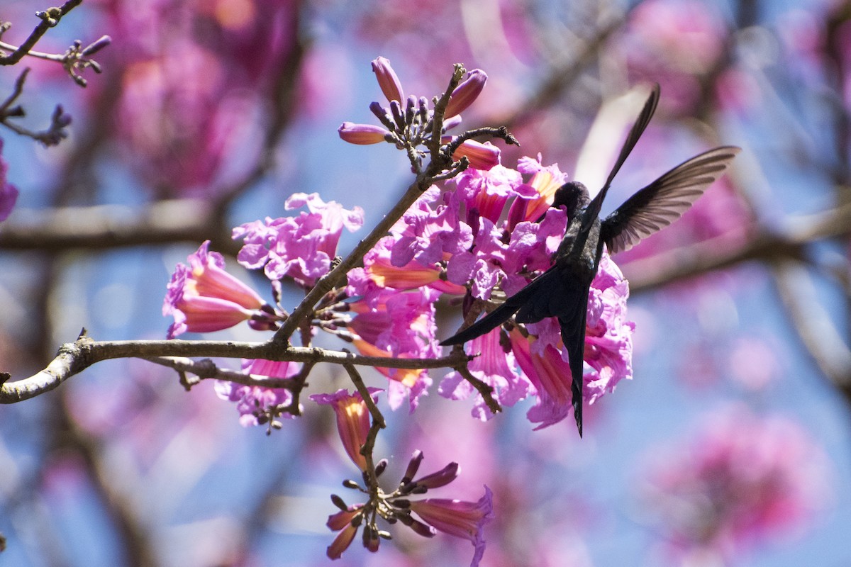 Colibrí Golondrina - ML31207691