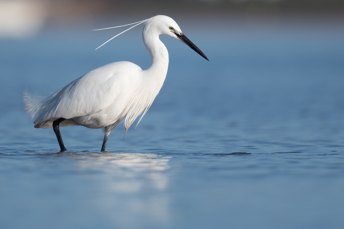 Little Egret - Ben  Lucking