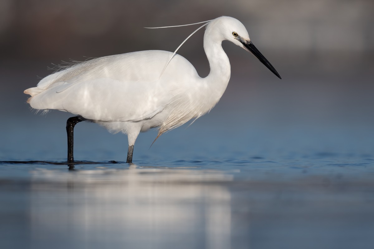 Little Egret - Ben  Lucking