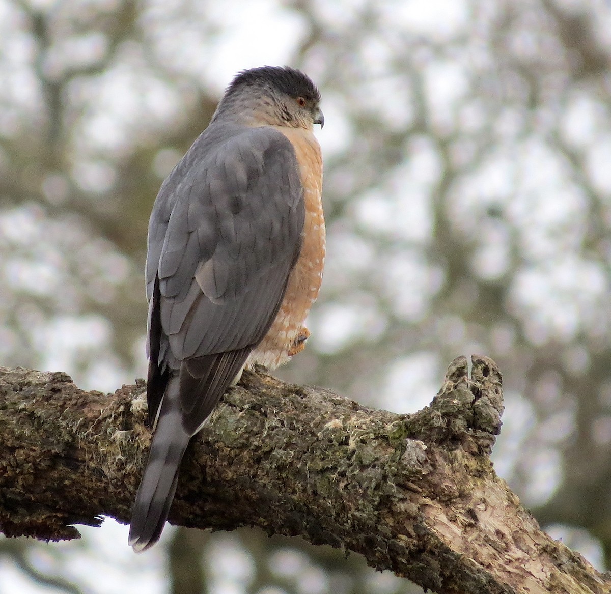 Cooper's Hawk - ML312077091