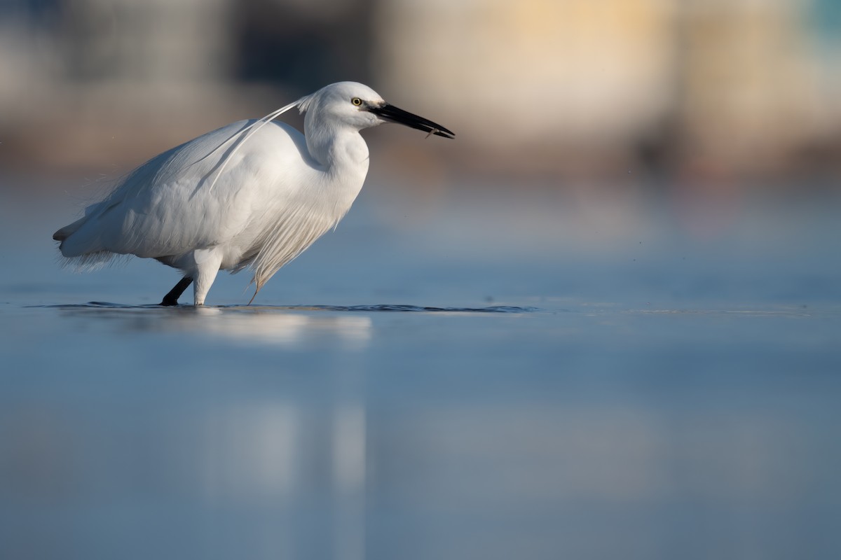 Little Egret - Ben  Lucking