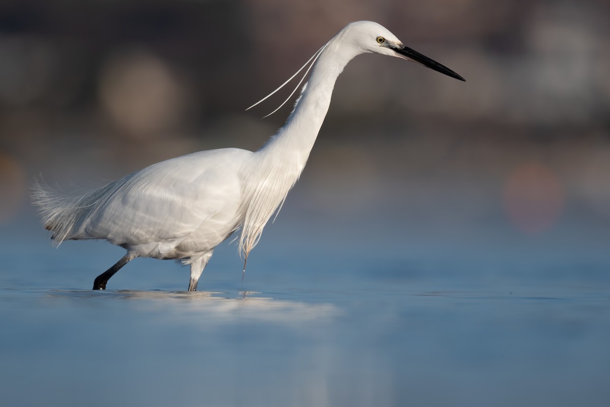 Little Egret - ML312077111