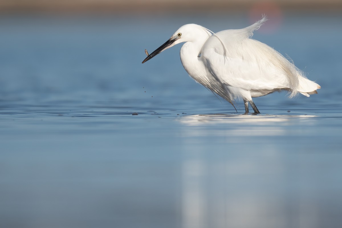 Little Egret - ML312077131