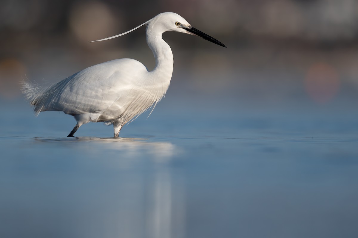 Little Egret - ML312077241