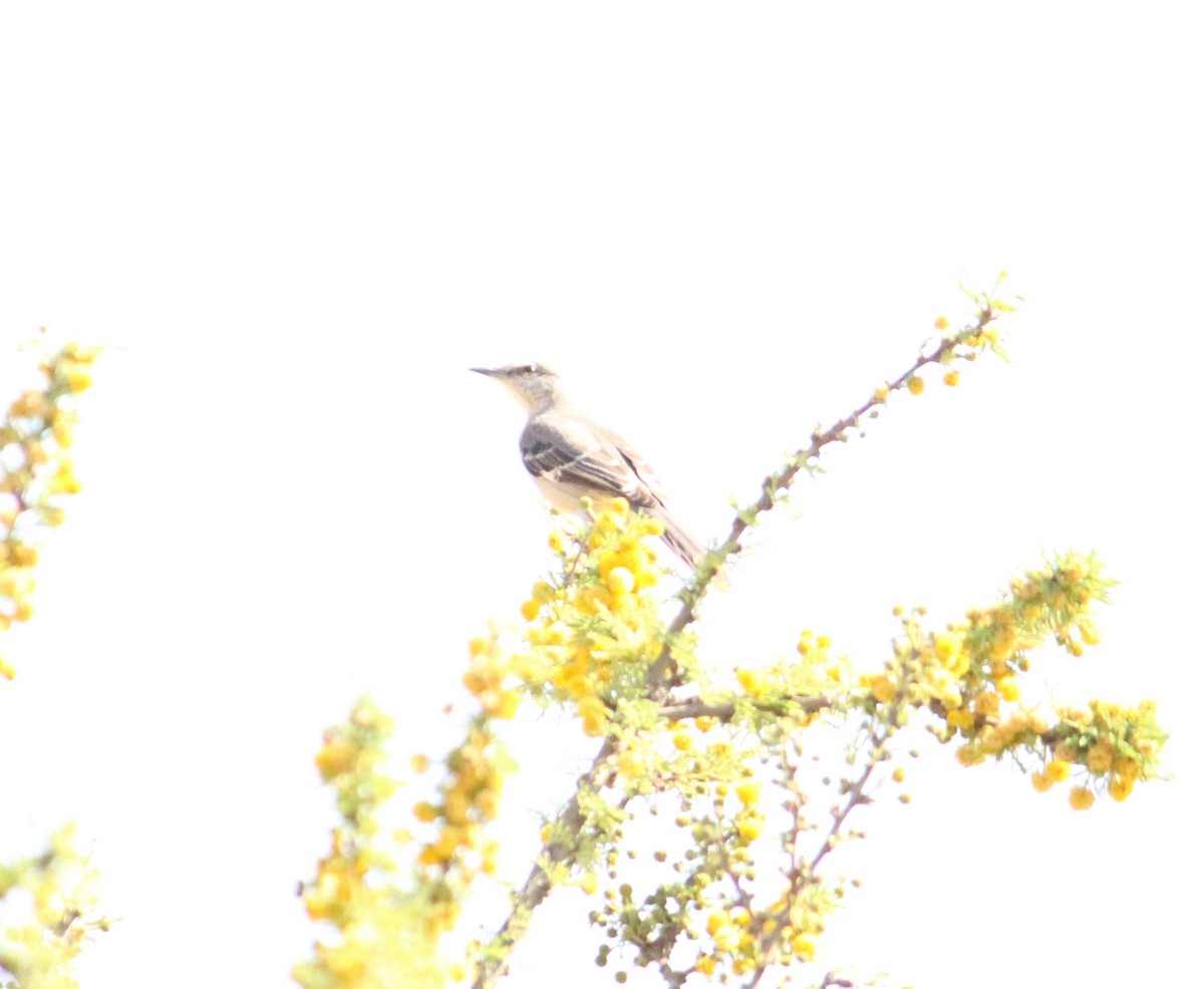 Northern Mockingbird - ML312077961