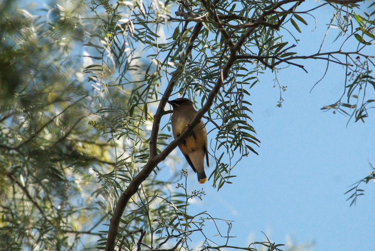 Cedar Waxwing - ML312078061