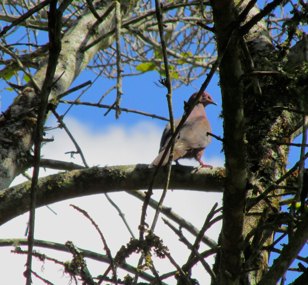 Ruddy Pigeon - ML312078111