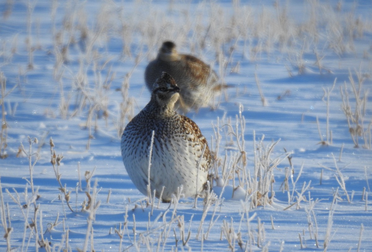 Sharp-tailed Grouse - ML312079131