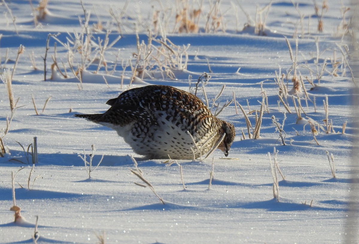 Sharp-tailed Grouse - ML312079141