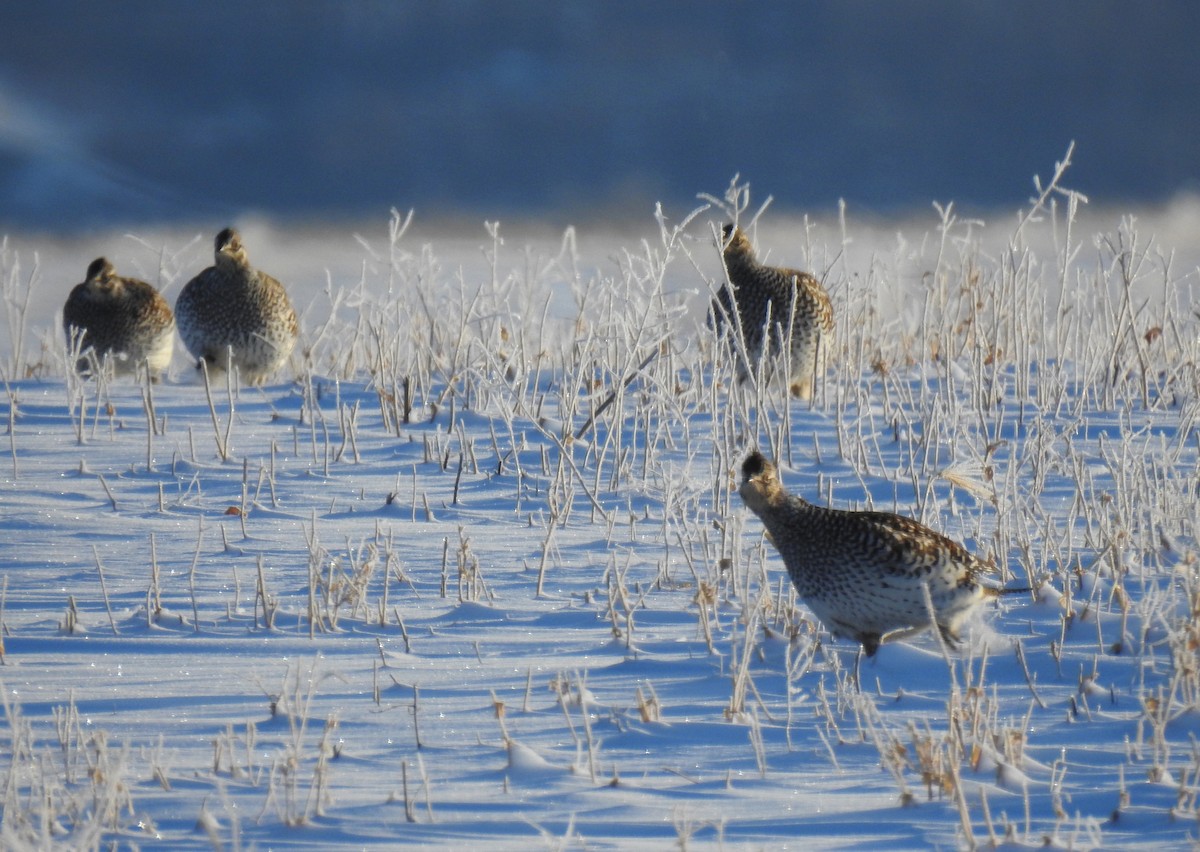 Sharp-tailed Grouse - ML312079151