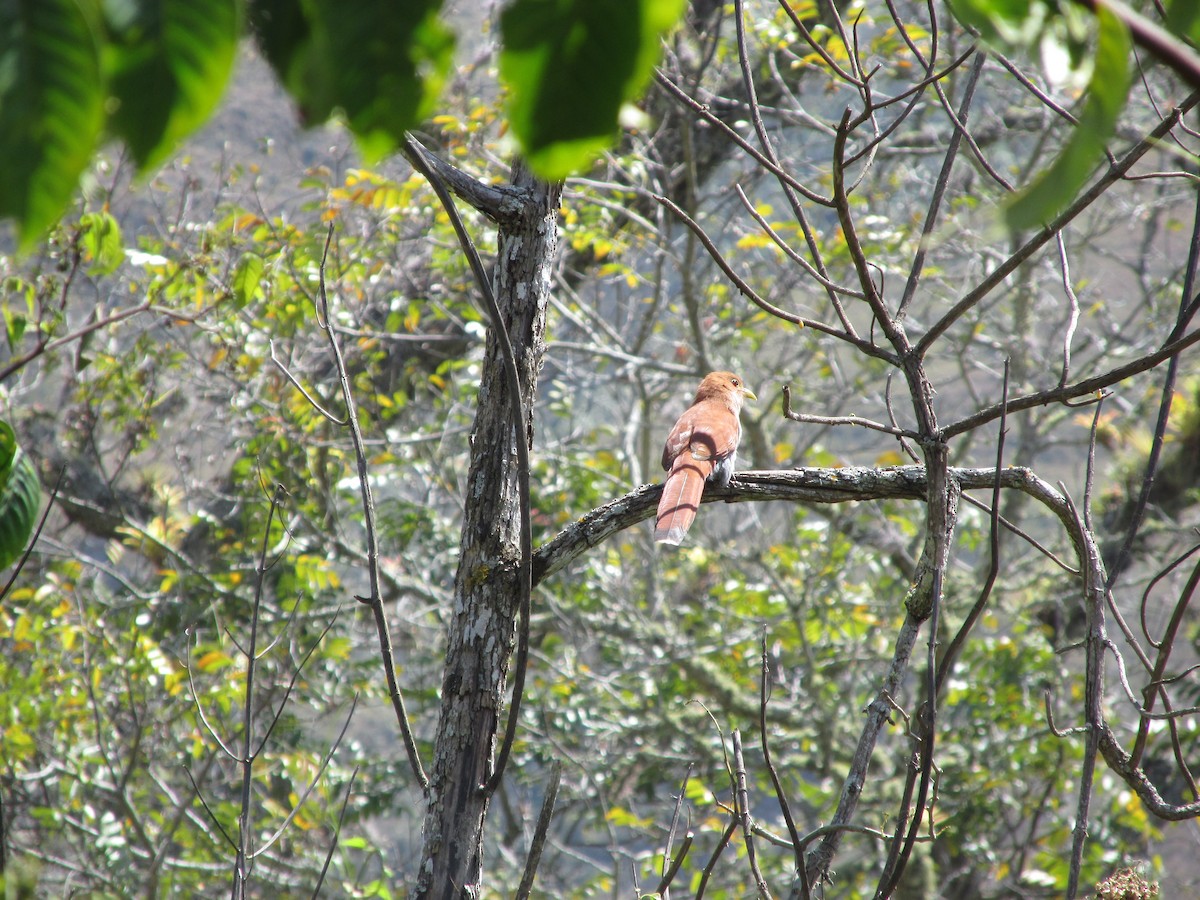 Squirrel Cuckoo - ML312079431