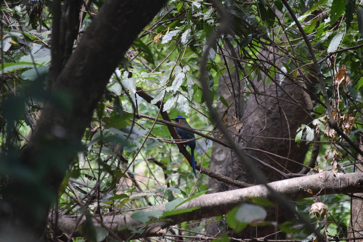 Motmot de Lesson - ML312080091