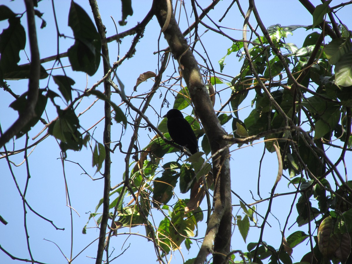 White-lined Tanager - ML312080321