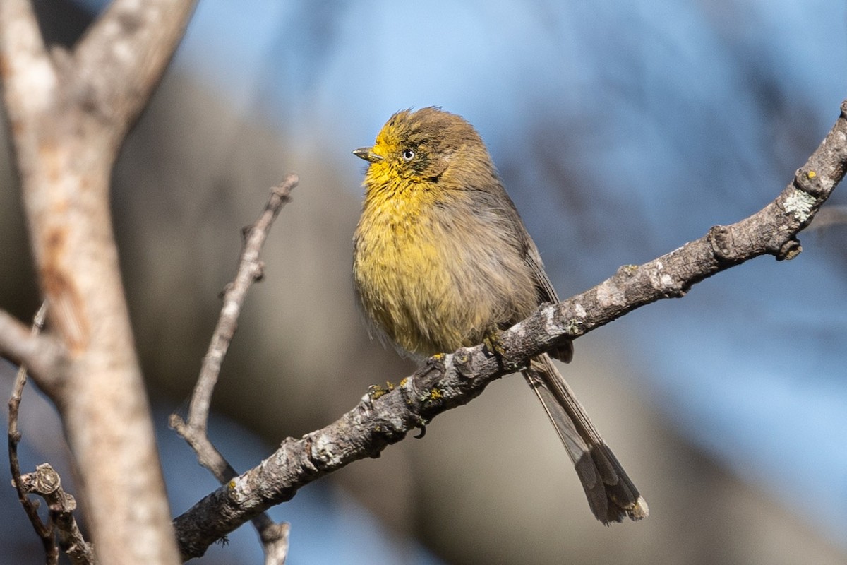 Bushtit (Pacific) - Carole Rose