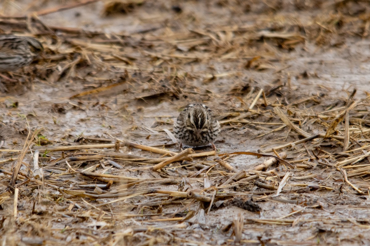 Savannah Sparrow - Cody Bassindale