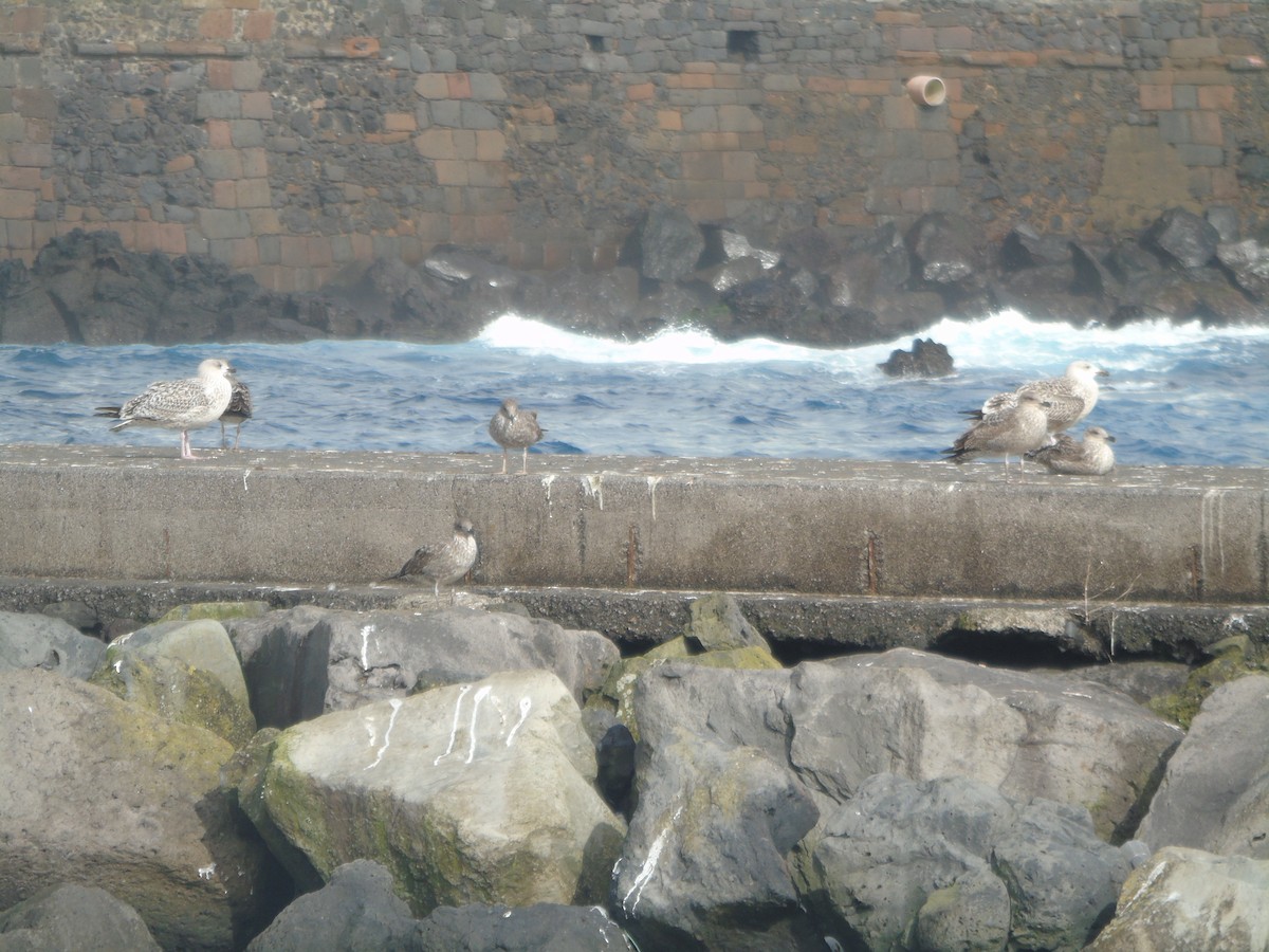 Great Black-backed Gull - ML312085871
