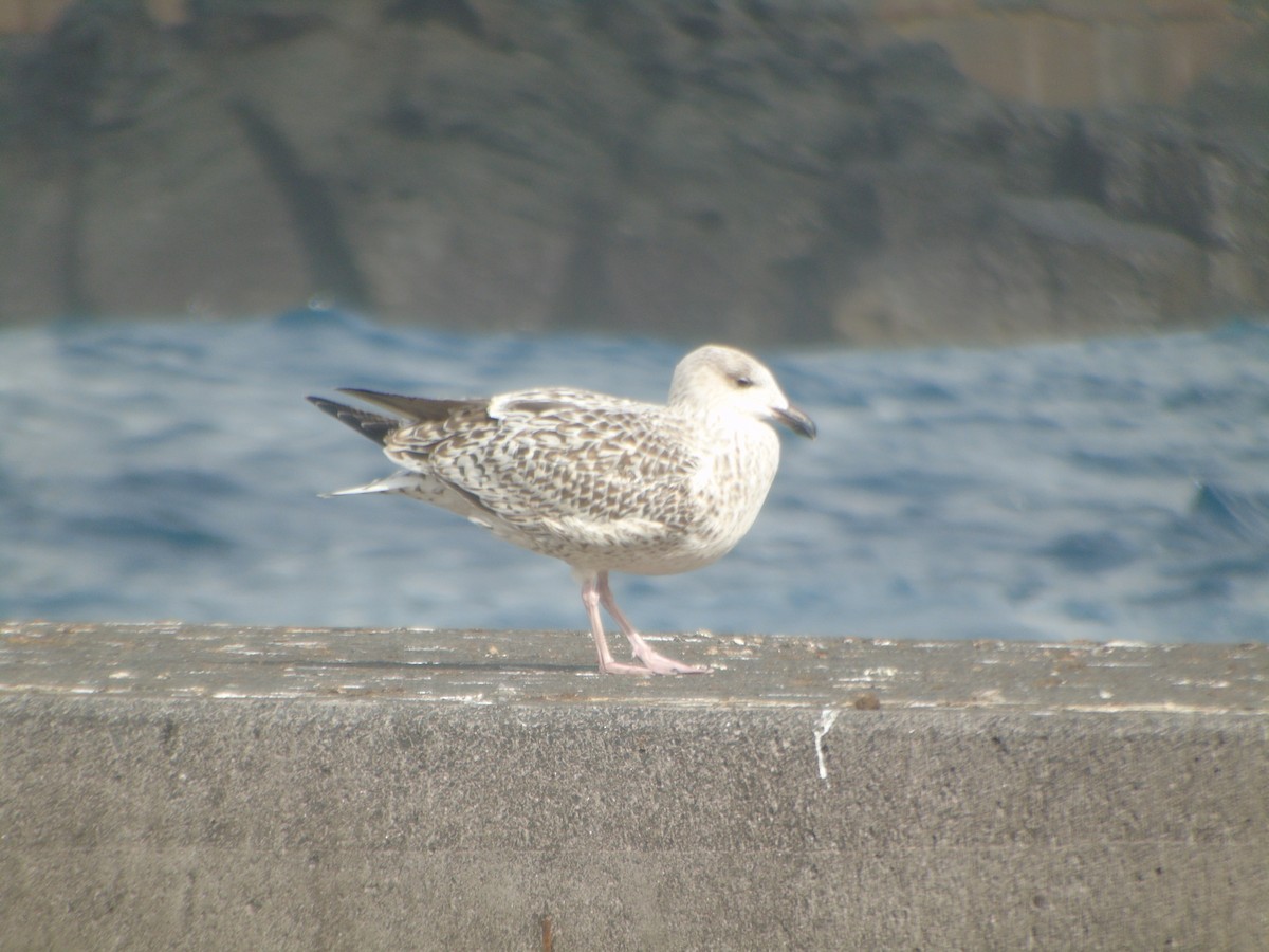 Great Black-backed Gull - ML312086041
