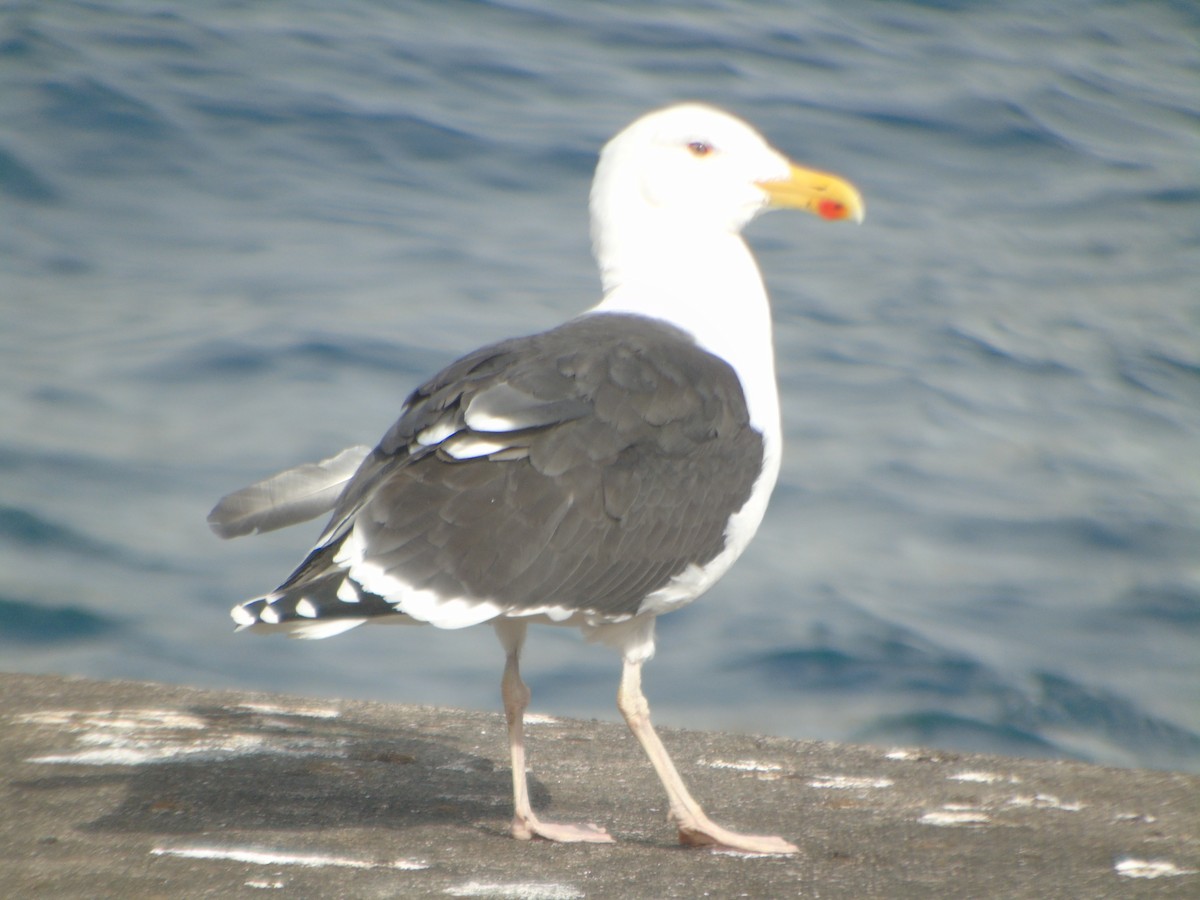 Great Black-backed Gull - ML312086351