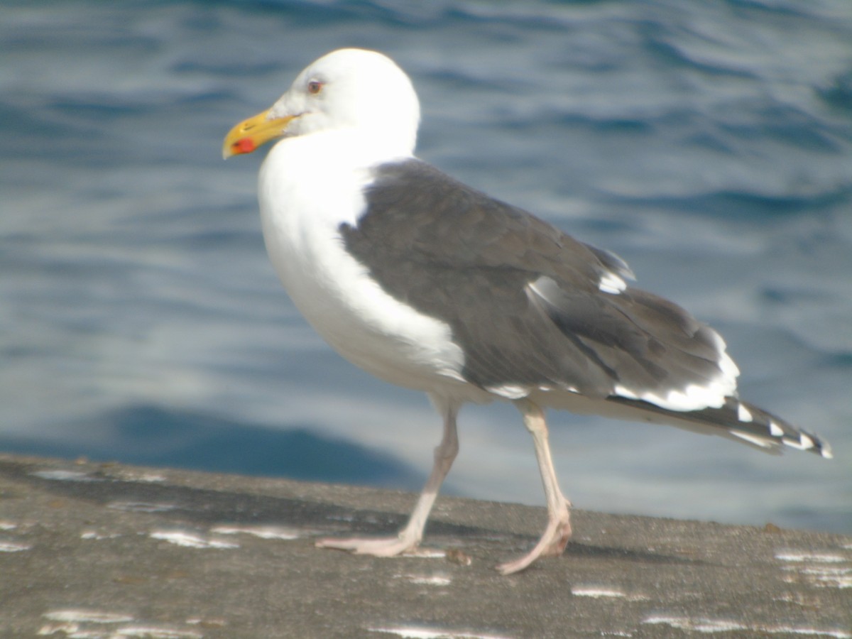 Great Black-backed Gull - ML312086431