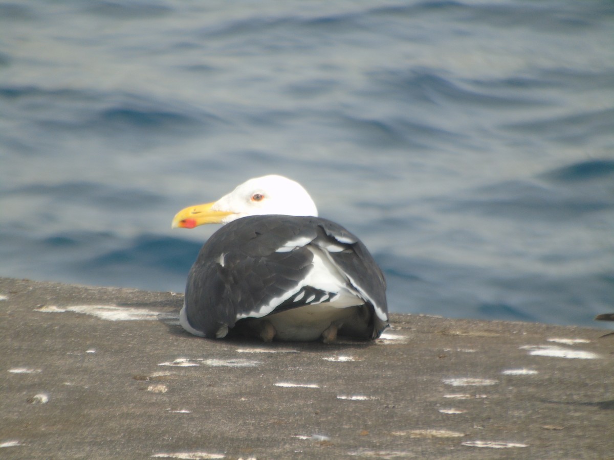 Great Black-backed Gull - ML312086601