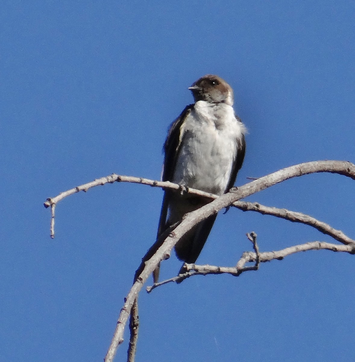 Violet-green Swallow - ML31208691