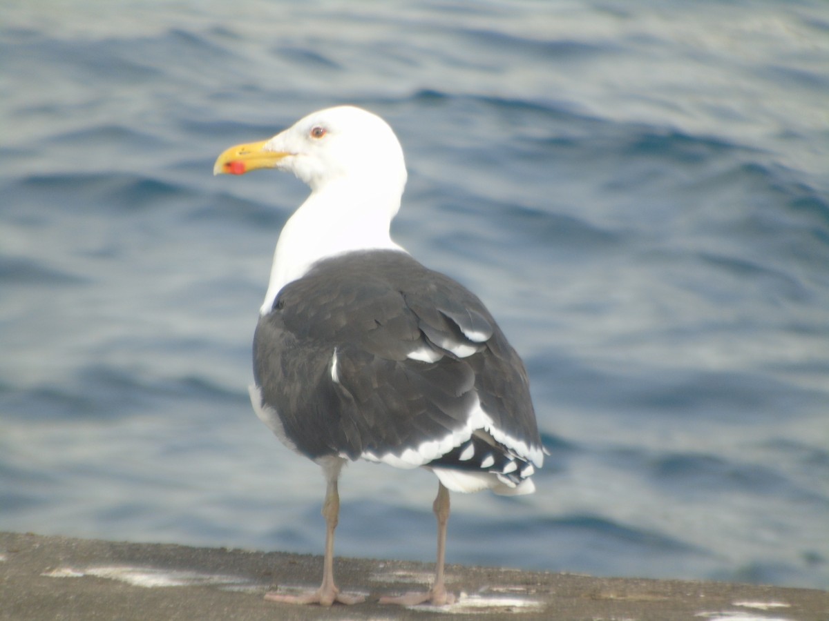 Great Black-backed Gull - ML312086921