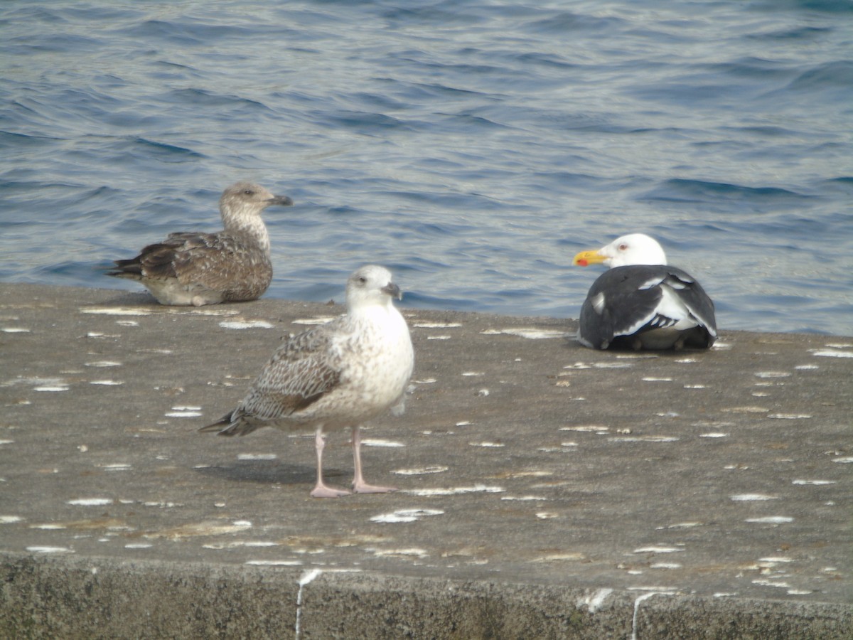 Great Black-backed Gull - ML312087061