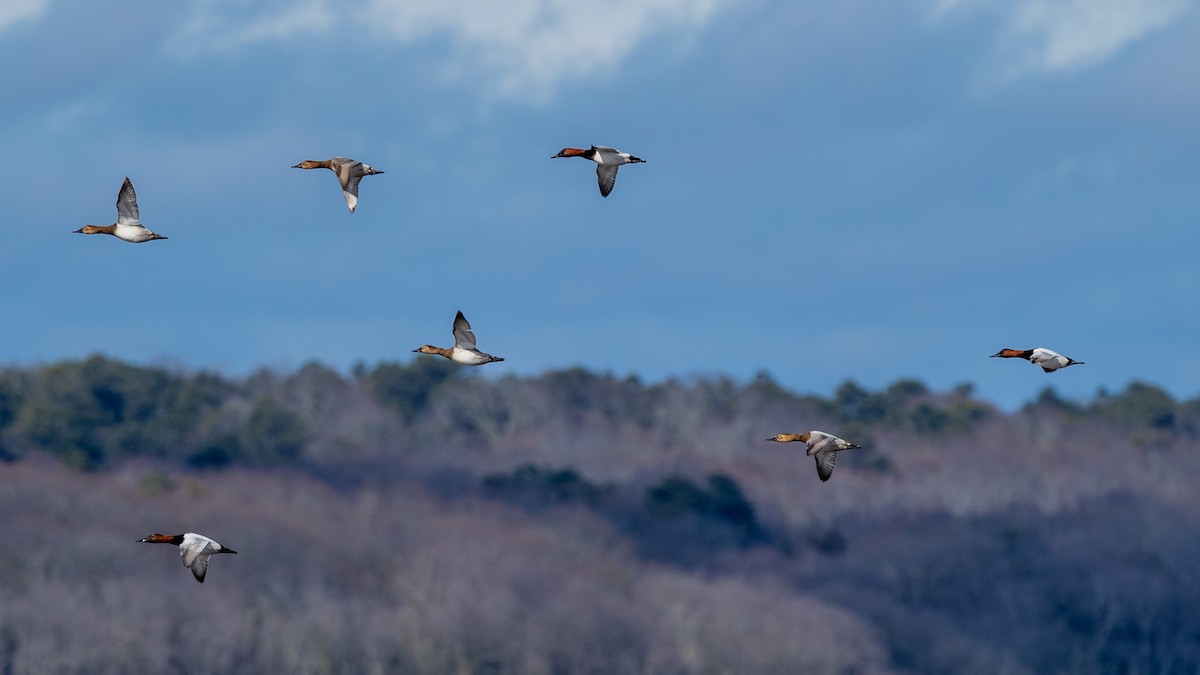 Canvasback - ML312088651