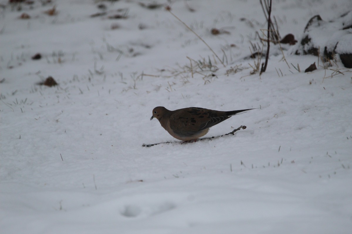 Mourning Dove - ML312089021