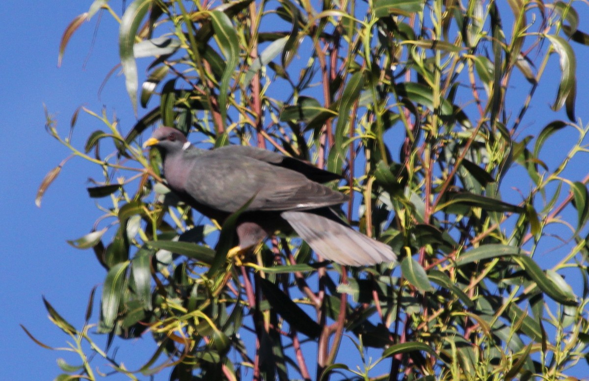 Band-tailed Pigeon - Jeffrey Blalock