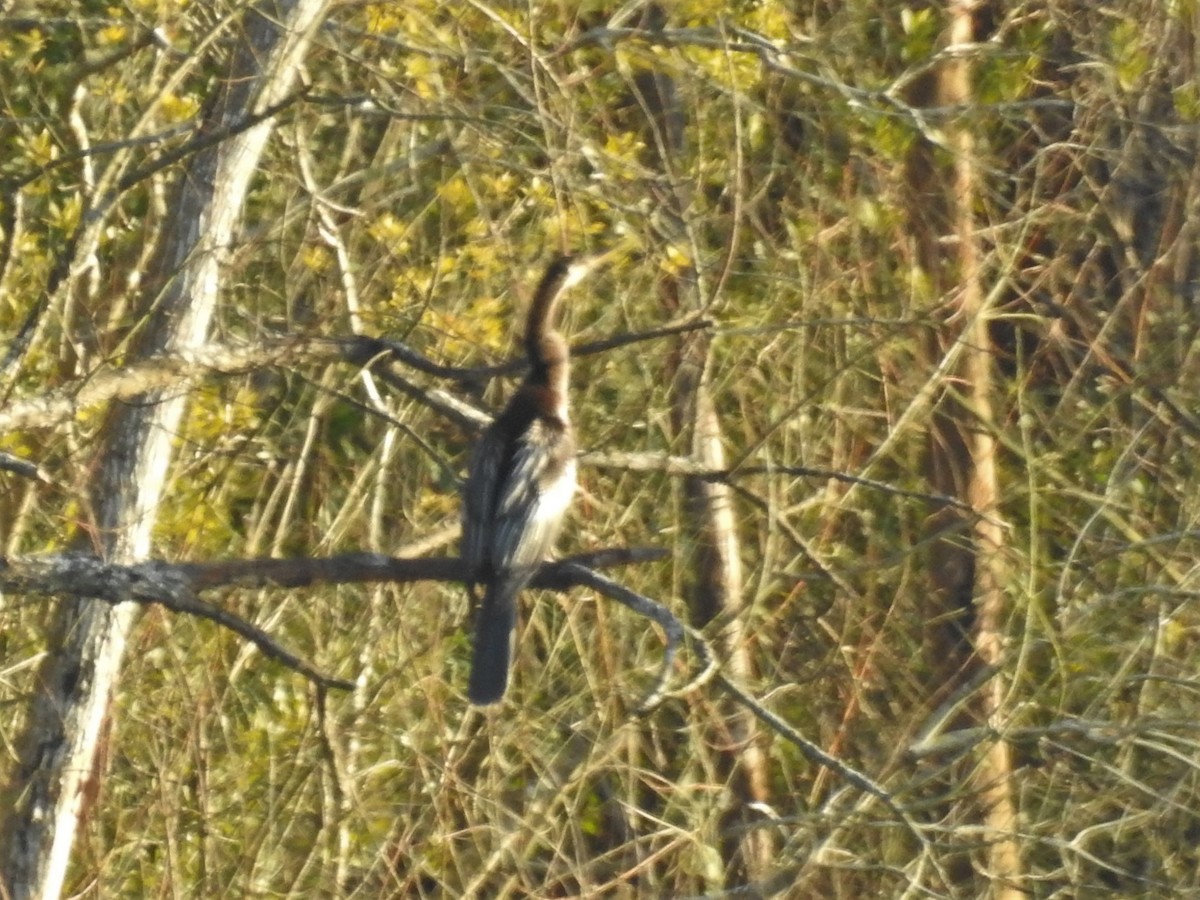 Amerika-Schlangenhalsvogel - ML312090121