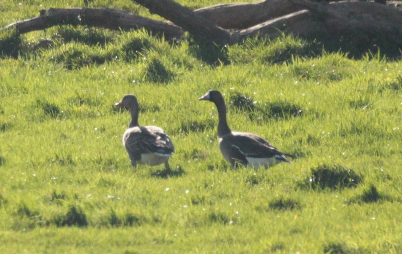 Greater White-fronted Goose - ML312091241