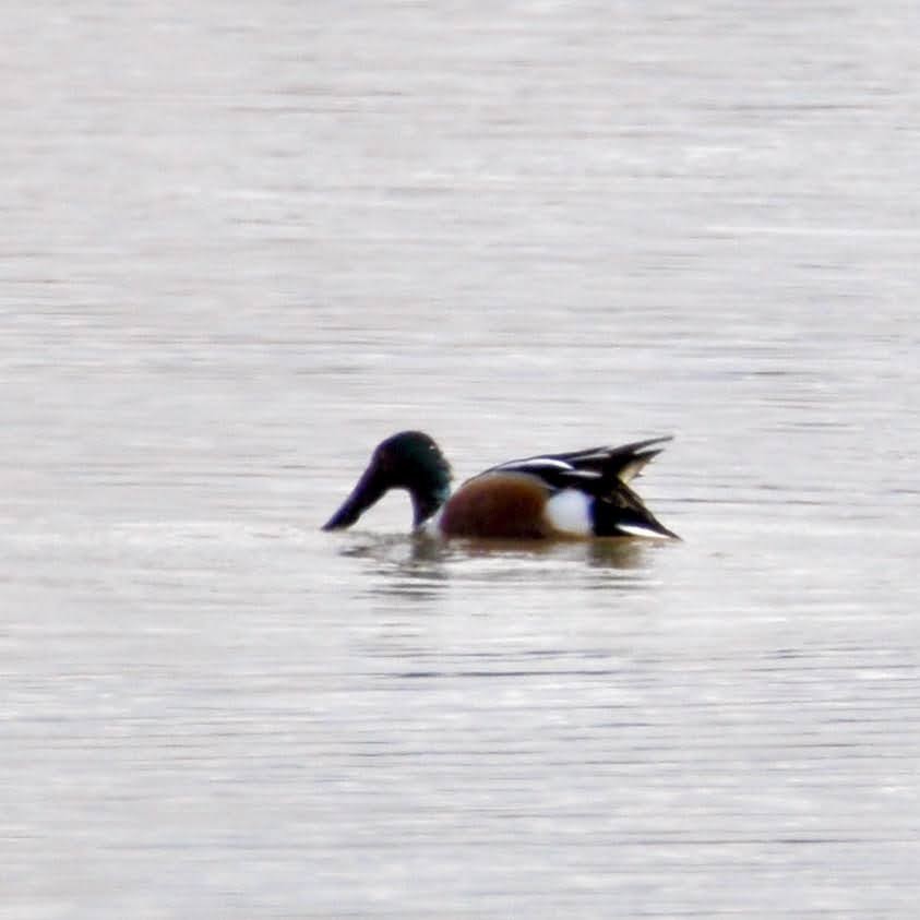 Northern Shoveler - Cheryl & Scott Taylor