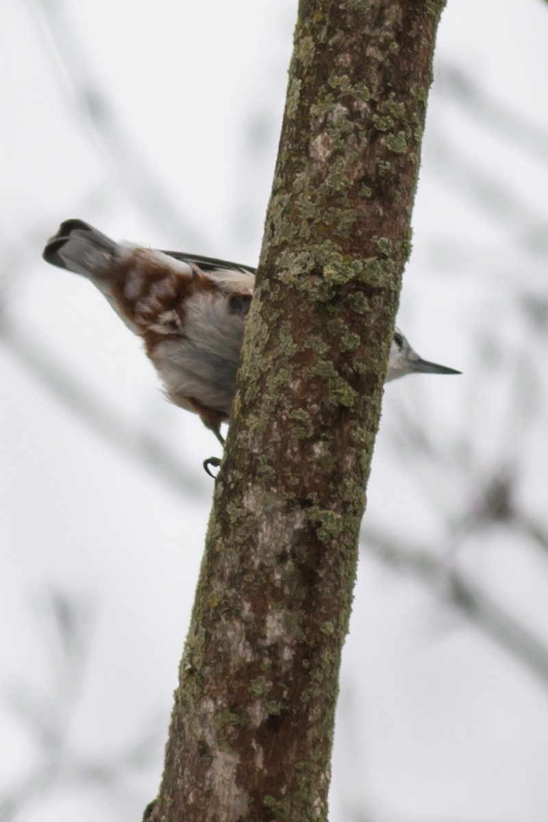 White-breasted Nuthatch - William Keim