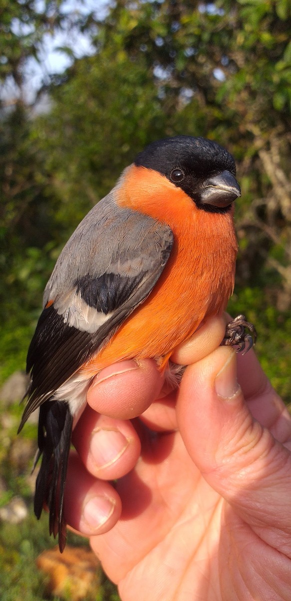 Eurasian Bullfinch - ML312094271