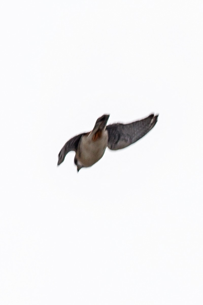 American Kestrel - ML312094411