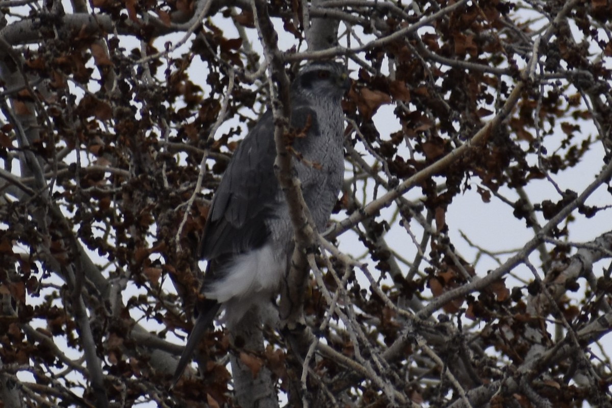 American Goshawk - Kathy Major