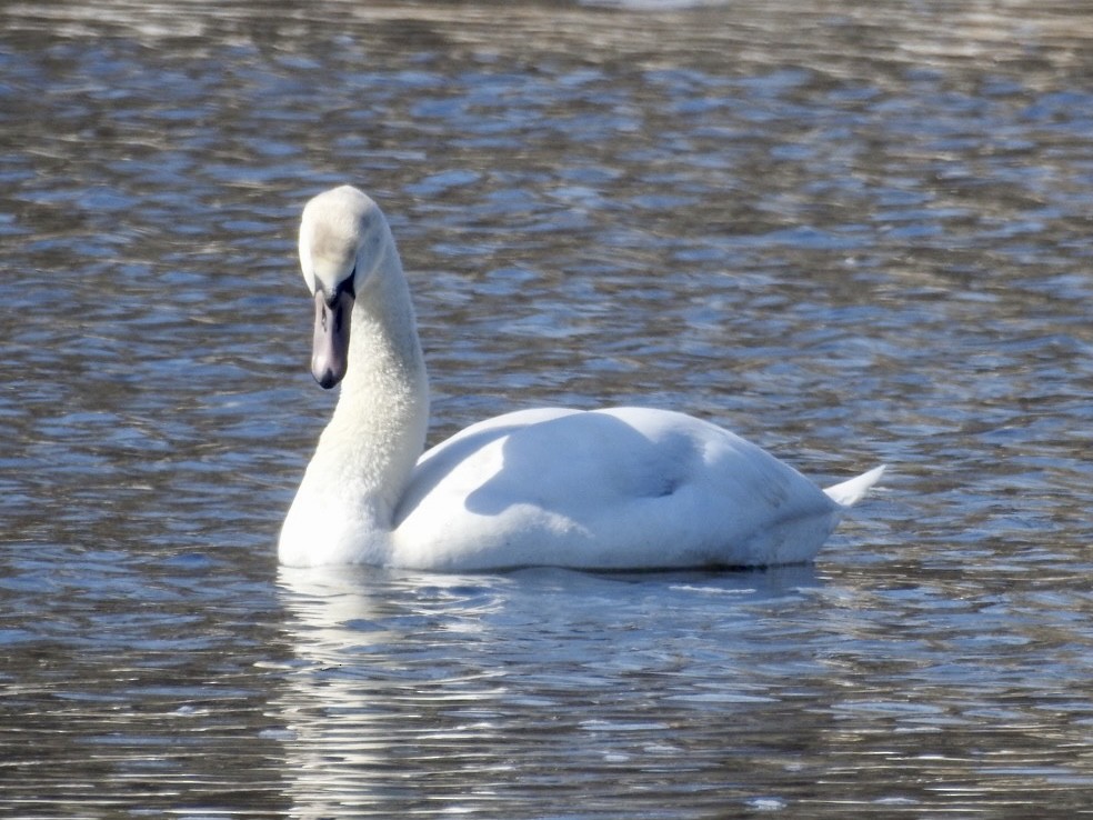 Mute Swan - Jack Coulter