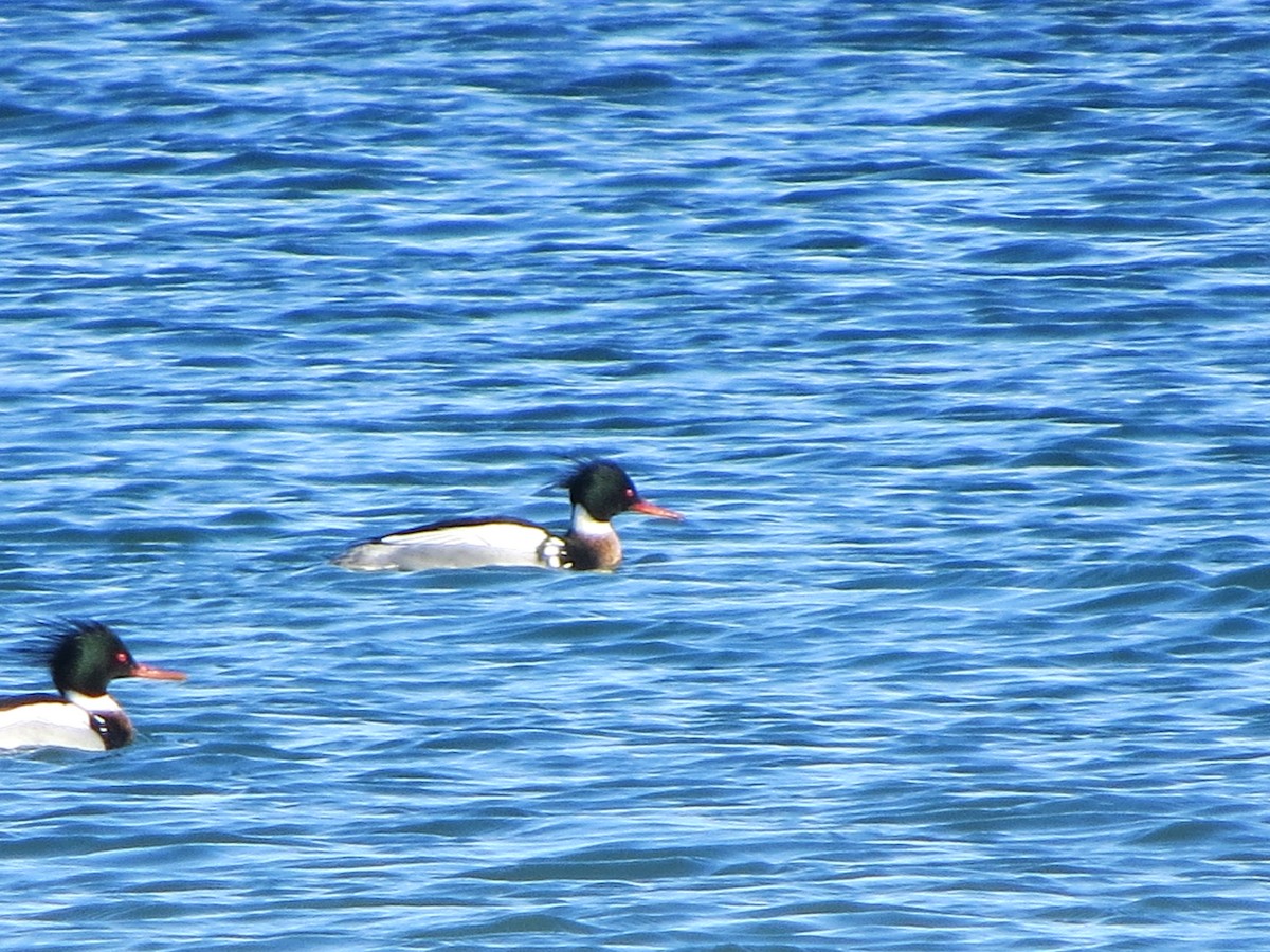 Red-breasted Merganser - ML312098461