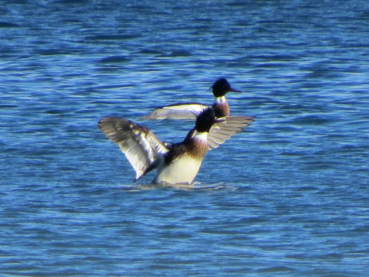 Red-breasted Merganser - ML312098471