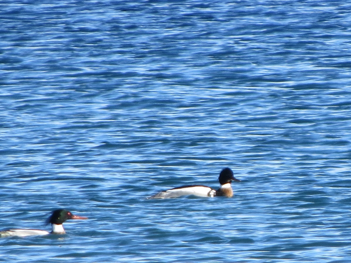 Red-breasted Merganser - ML312098491