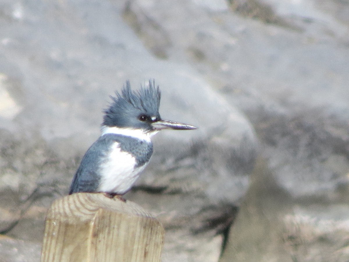 Belted Kingfisher - ML312098861