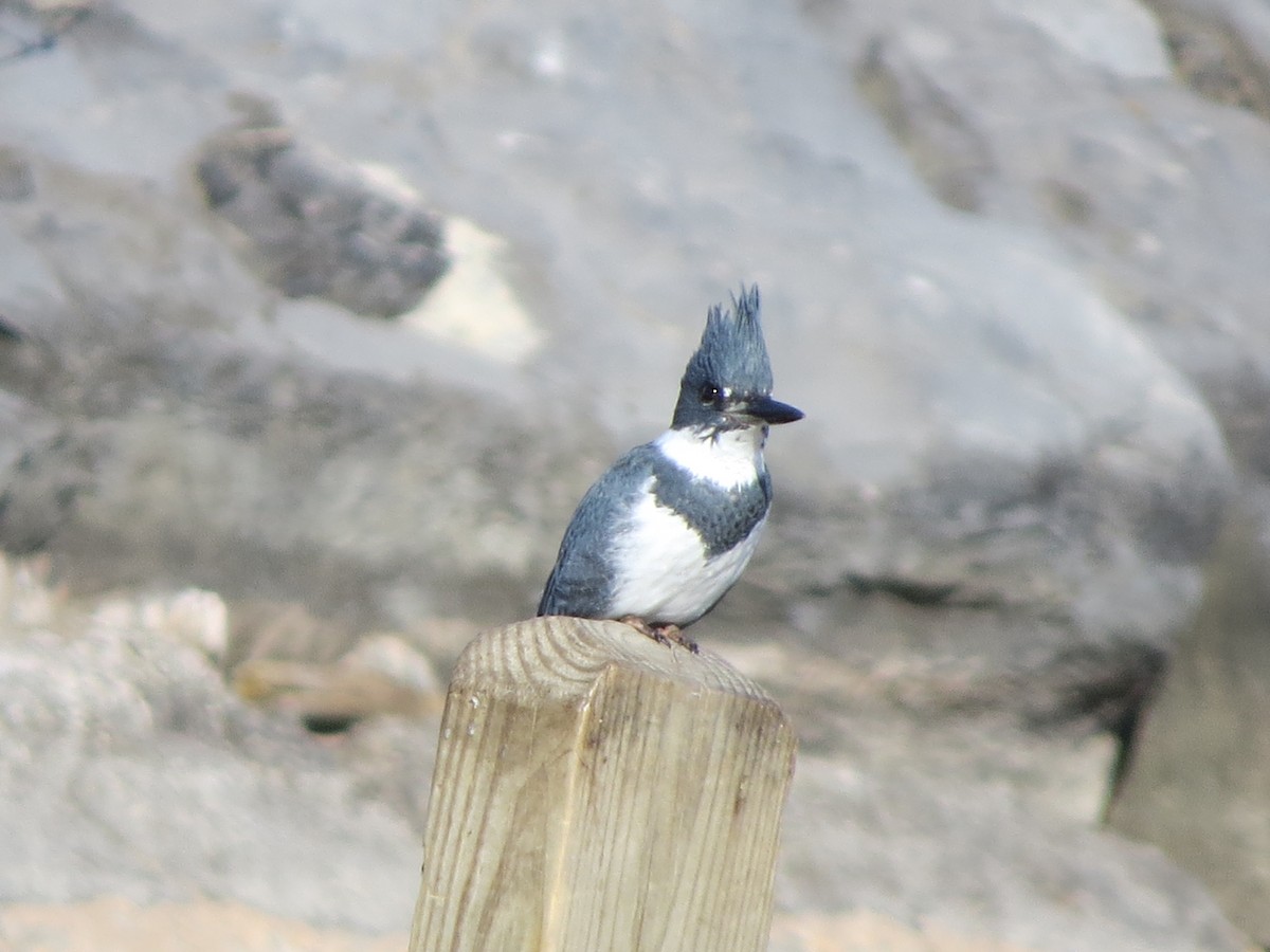 Belted Kingfisher - ML312098881