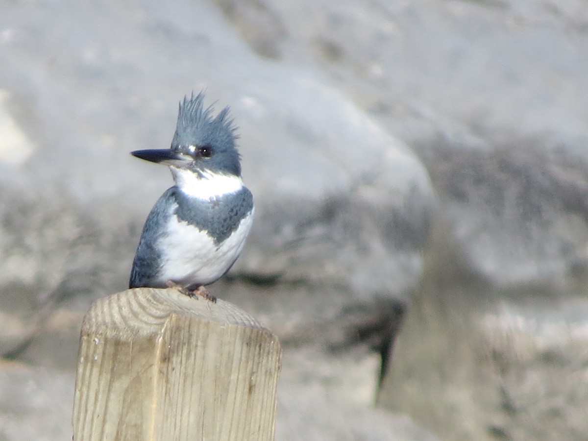 Belted Kingfisher - ML312098891