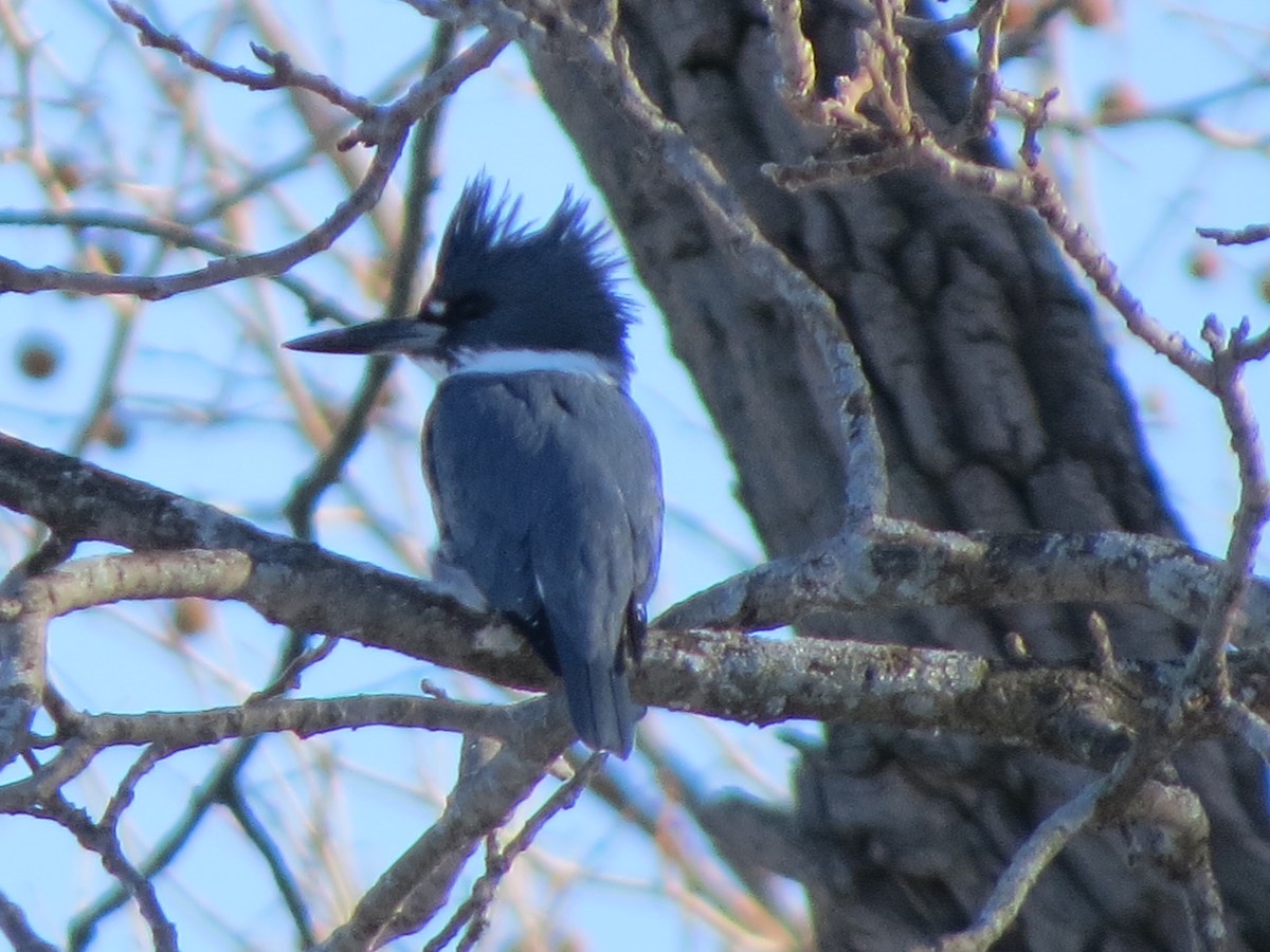 Belted Kingfisher - ML312098901