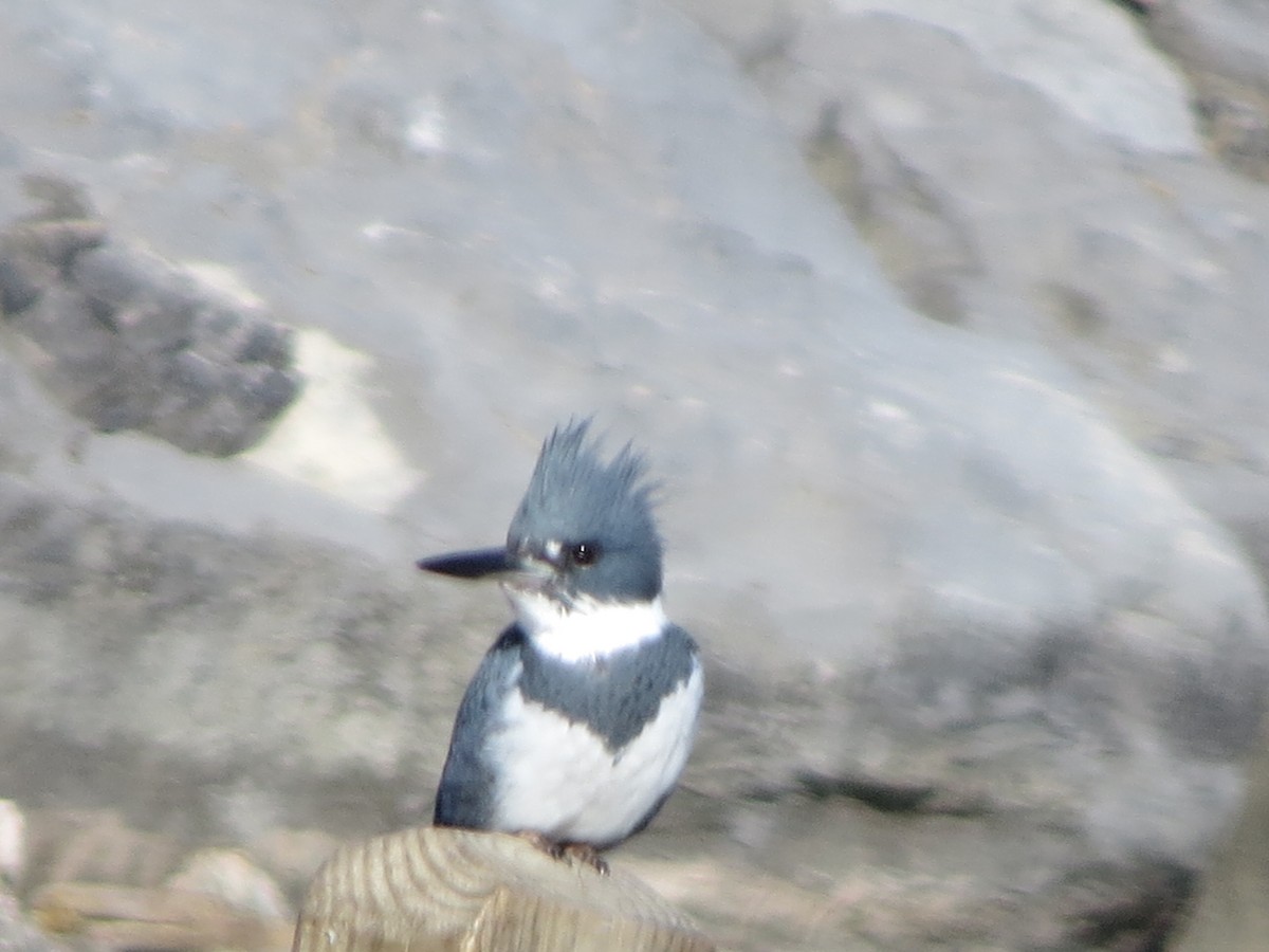 Belted Kingfisher - ML312098921